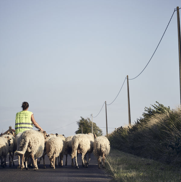 #laineslocales- lien entre l'élevage des moutons et la qualité de leur laine